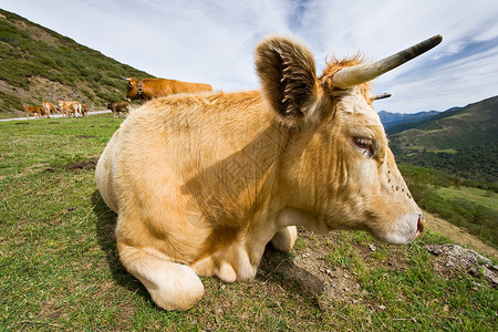 莱恩圣格洛里奥的牛(西班牙)背景图片