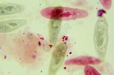 草履虫显微镜下 底底植物显微微生物学保健细胞组织医疗生物学解剖学卫生背景