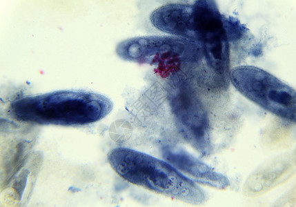 草履虫显微镜下 底底遗传卫生科学植物生物学宏观组织组织学教育药品背景
