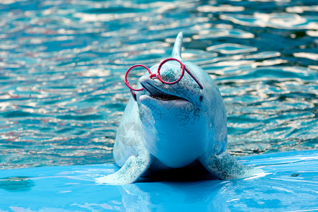 公园里的海豚秀水池海洋生物灰色脚蹼蓝色游泳动物鼻子游泳者背景