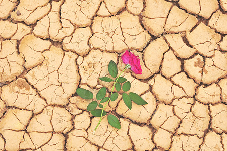 红色沙漠玫瑰红玫瑰在破碎的地上损害地球地面宽慰花朵土地环境侵蚀裂缝黏土背景