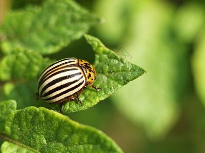 科罗拉多甲虫有条纹的白色的高清图片