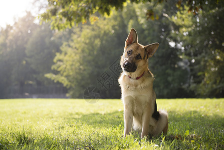 牧羊犬德语自然训练有素高清图片