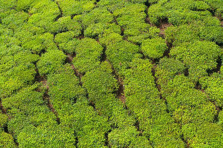 慕那尔茶地植物群叶子木头土地栽培高地财产爬坡阳光蓝色背景