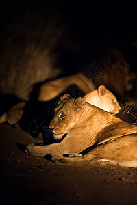 单身动物夜里狮子团体牙齿男性家庭打猎力量鬃毛眼睛食肉动物背景