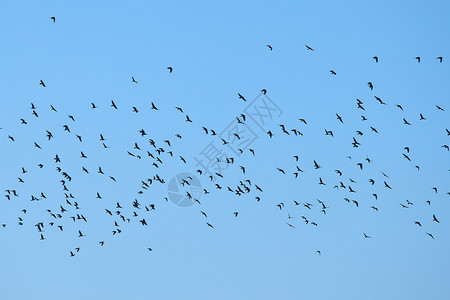 鸽子剪影鸟类鸽子空气蓝色动物团体航班天空旅行剪影生活背景