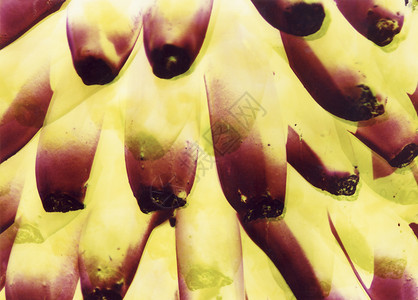 抽象香蕉概念黄色背景图片