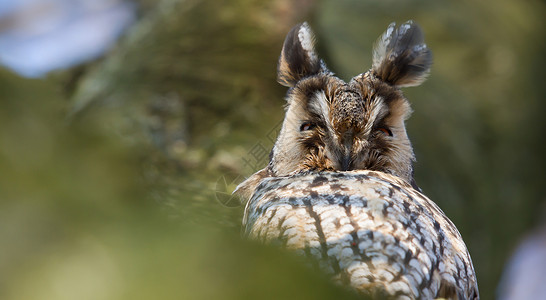 睡着的猫头鹰睡着的长耳猫头鹰捕食者羽化白色红色照片眼睛猎物传播耳朵害虫背景
