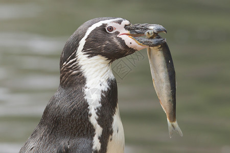 企鹅在吃大鱼黑色掌状游泳蓝色眼睛食物海洋背景图片