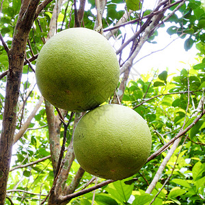 最大值波梅洛水果橙子果园饮食小吃甜点果汁市场柚子热带枝条背景