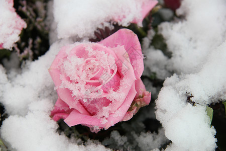 粉红玫瑰花雪覆盖着白雪新娘雪花玫瑰花店水晶冰镇花瓣婚礼薄片植物群背景图片