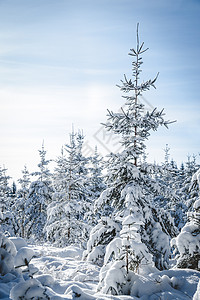 巨大的雪雪层 Fir树图片