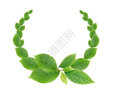 绿色树叶花环绿色树叶运动框架圆圈生态成功季节帝国花环胜利植物背景