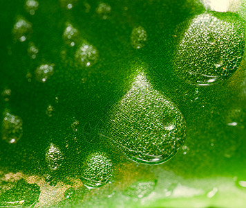 绿色上滴水纤维素世界背景水滴背景图片
