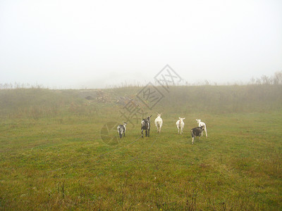 洪堡雾奶酪山羊群聚集在有雾的田地上农场胡子夫妻孩子牧场胡须动物群配种家畜婴儿背景