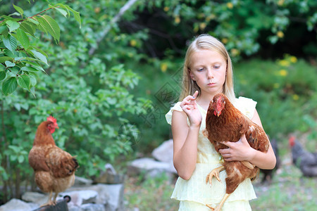 年轻的鸡花园中的金发女孩和小鸡女性晴天裙子太阳农场童年快乐家禽孩子母鸡背景