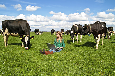 年轻的美女 带着笔记本电脑 在奶牛之间哺乳动物女性绿色动物通讯女士女孩农场技术背景图片
