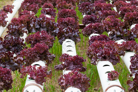 水分蔬菜种植在花园里培育市场紫色食物树叶植物技术园艺栽培水培背景图片