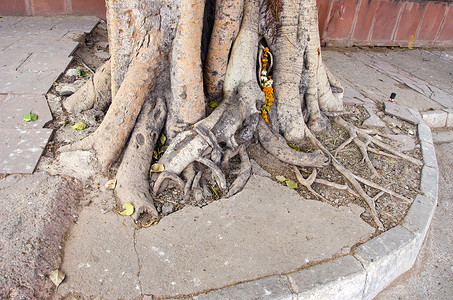 印度德里市印度大树根背景图片