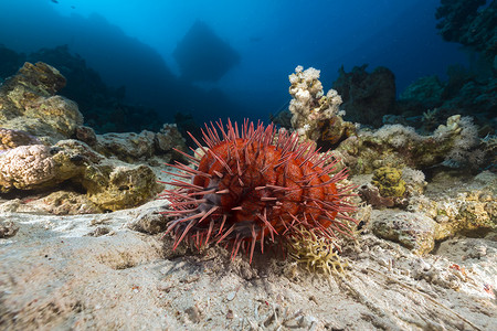 角珊瑚属异国情调水下高清图片