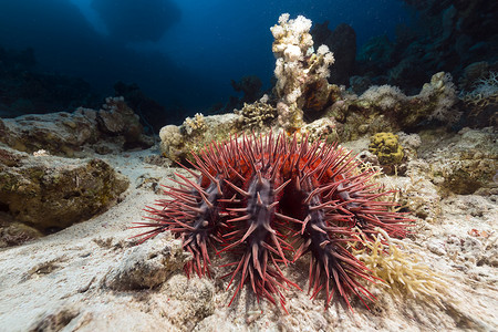 角珊瑚属深度表面高清图片