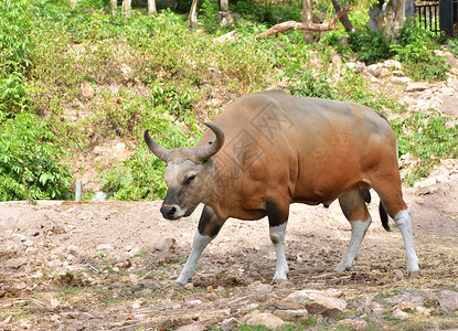 牛图大照片Banteng 或红牛叶子照片喇叭皮革奶牛野生动物生物食物农场肌肉背景
