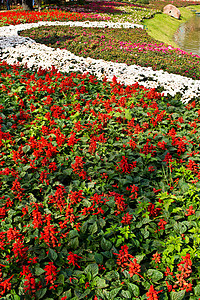 盐叶花花美丽植物荒野花瓣公园叶子庆典花园园艺地球高清图片