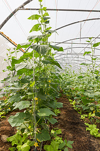 温室南瓜树叶生产实验种植园植物食物风景蔬菜农业藤蔓背景图片