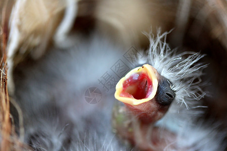 婴儿羽毛婴儿鸟生活孩子羽毛动物场景自然雏鸟鸟类母性亲热背景
