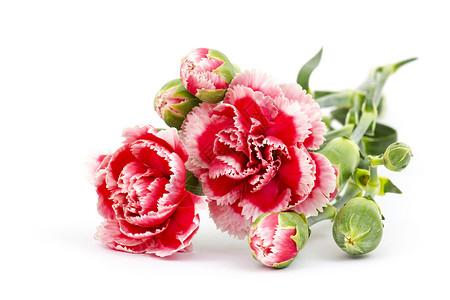 红色花束白背景的康乃馨卡片礼物花店花瓣园艺植物学母亲植物植物群生日背景