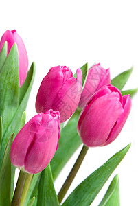 郁金香芽近身粉红色郁金香花瓣花店叶子礼物女人季节妈妈们花束花朵紫色背景