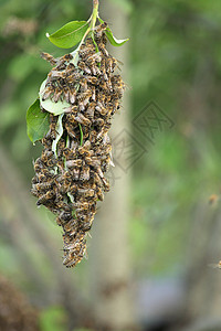 蜜蜂组群生活收割机花粉蜂巢蜂蜜牧场刷子沙漠荒野农场背景图片