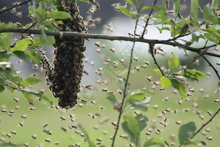 蜜蜂群组合蜂蜜刷子蜜蜂沙漠农场花粉荒野蜂巢生活牧场背景图片