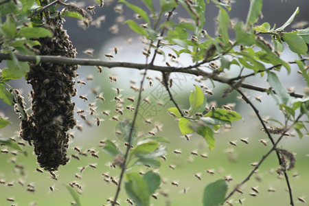 一群蜜蜂蜜蜂群组合刷子蜂蜜荒野农场生活蜜蜂蜂巢沙漠花粉牧场背景