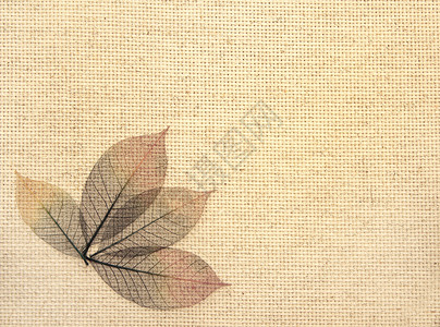 画布纹理上的树叶材料纺织品植物亚麻纤维季节叶子解雇脆弱性麻布背景图片