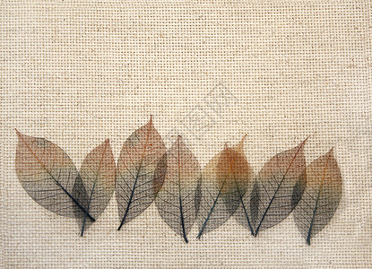 画布纹理上的树叶叶子框架材料边界脆弱性装饰品亚麻纺织品标本馆植物背景图片