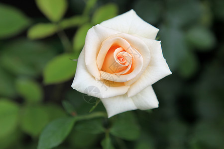 玫瑰花礼物花束周年记忆花朵宏观照片免版税编队玫瑰背景图片