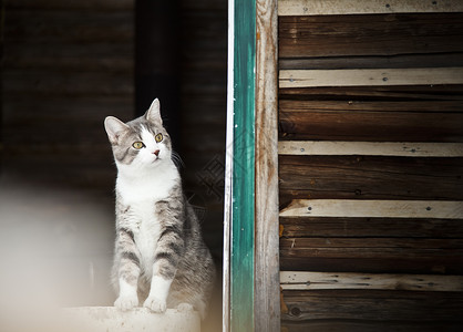 猫看外面!伍爷壁纸高清图片