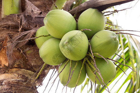 一群椰子水果异国棕榈植物学热带情调植物叶子牛奶食物高清图片