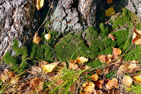 单位数多叶地衣绿色阳光森林叶子木头传播棕色树木高清图片