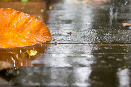 雨中橙色秋叶高清图片