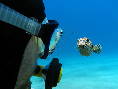 热带海底的浮游生物和花生鱼高清图片
