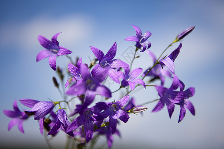 坎帕努拉山丘场地丝绸植物学补丁光斑紫色花球双年展天空脆弱性背景图片