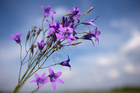 坎帕努拉山丘紫色植物学场地丝绸毛茛草地花瓣天性补丁花球背景图片