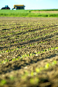 玉米树苗乡村生长植物绿色农业场地蔬菜幼苗叶子土壤背景图片