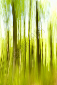 模糊树森林踪迹足迹山毛榉远足绿色牧歌天空树木木头背景图片