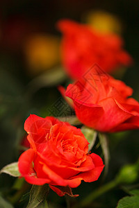 在锅中玫瑰花盘子收藏纪念日生长衬套礼物爱好园艺植物风格背景图片