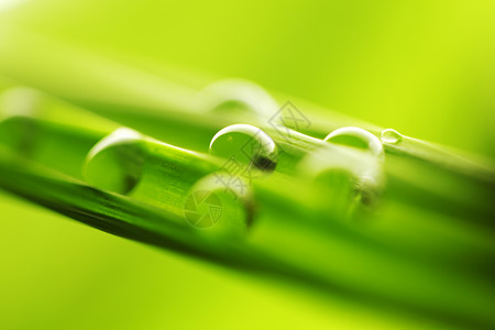 绿草上滴水水滴植物气泡环境液体绿色雨滴刀刃宏观高清图片
