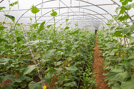 温室南瓜叶子园艺树叶沙拉藤蔓实验风景蔬菜营养植物背景图片