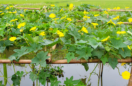 黄瓜花黄色收成蔬菜花园水果壁球榛子葫芦盐渍农业饮食背景